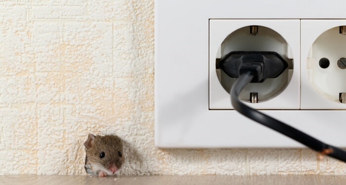 איך יודעים שיש עכבר בבית